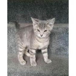 2 BRITISH BLUE KITTENS FOR SALE (READY NOW )