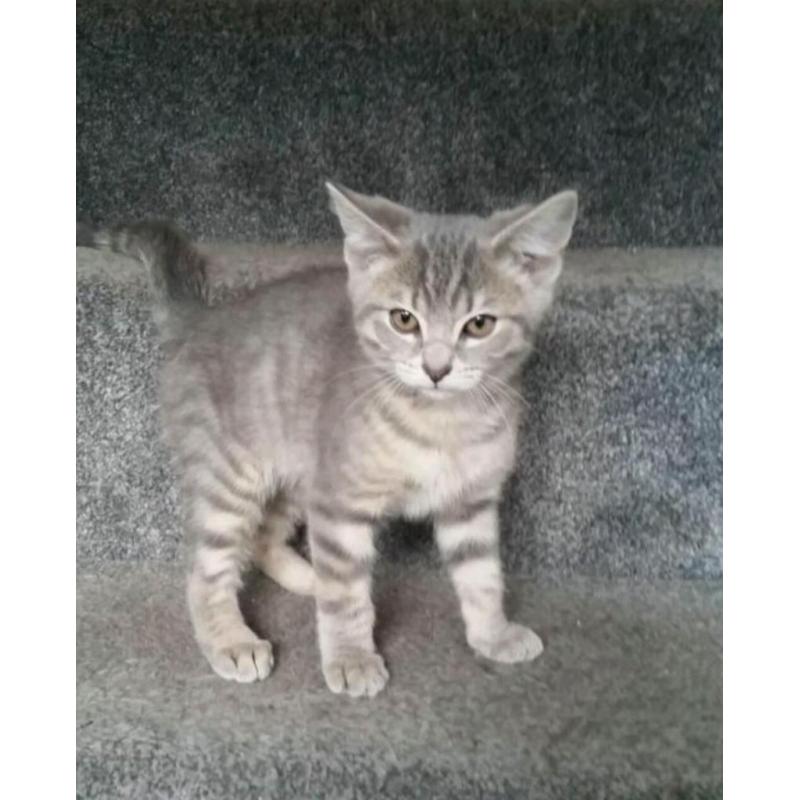 2 BRITISH BLUE KITTENS FOR SALE (READY NOW )