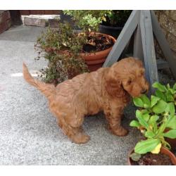 2nd generation Cockapoo Puppies for sale