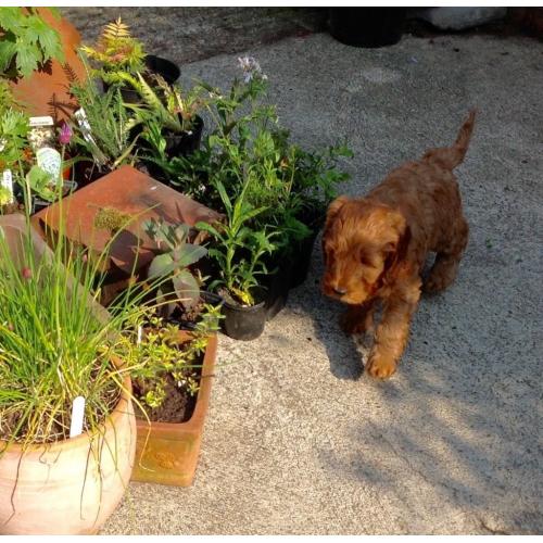 2nd generation Cockapoo Puppies for sale