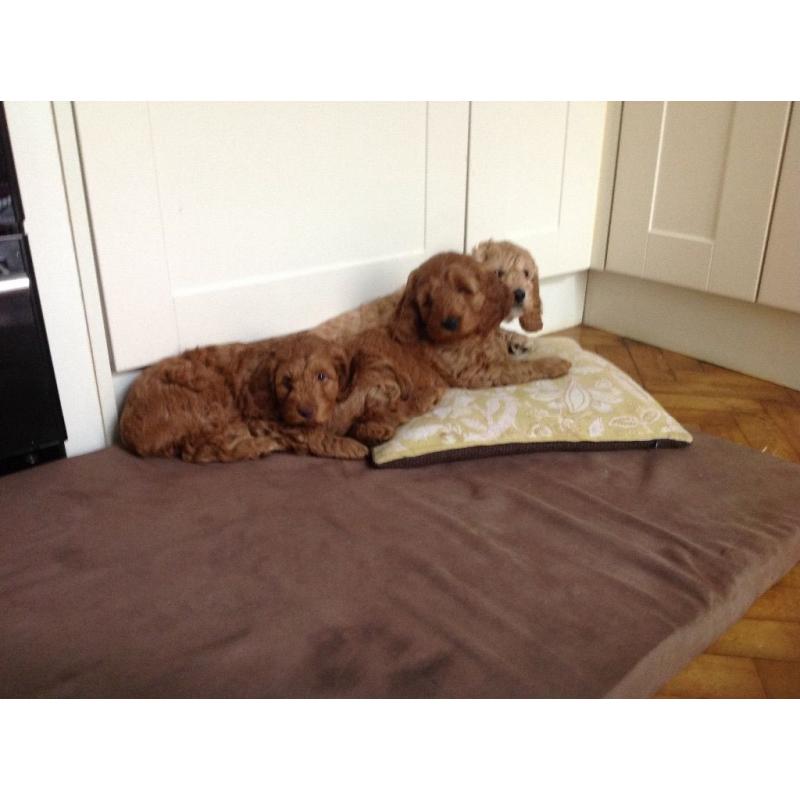 2nd generation Cockapoo Puppies for sale