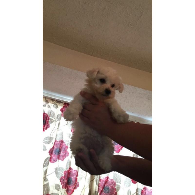 Bichon frise