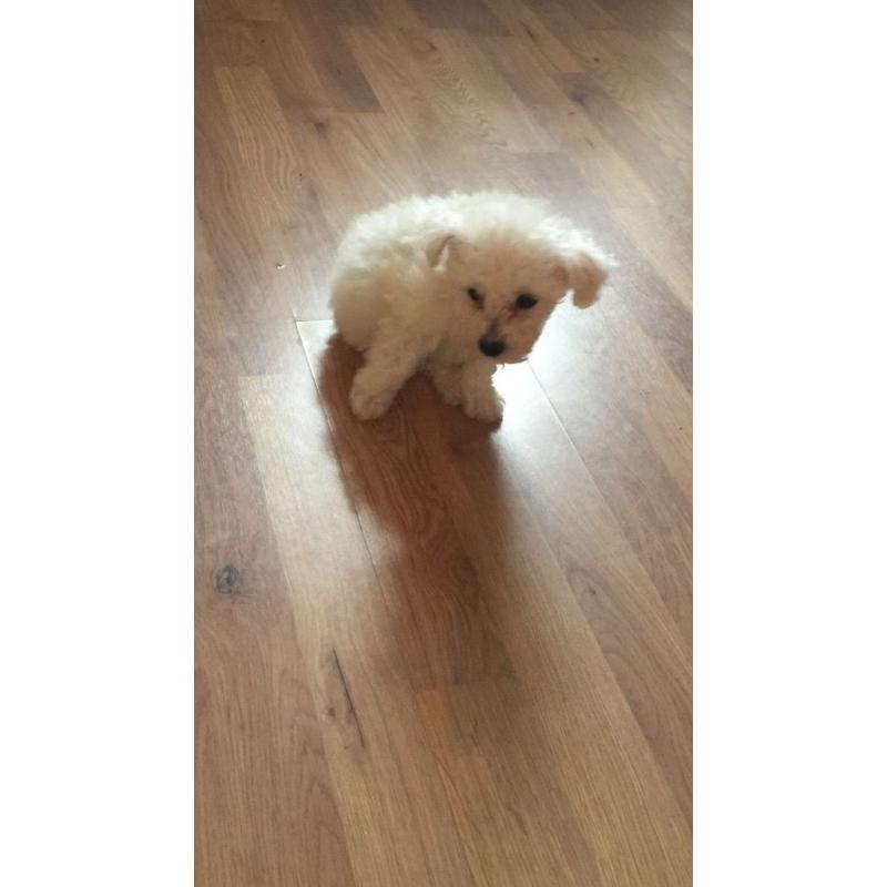 Bichon frise