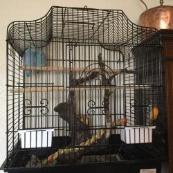 Parrotlets for sale with cages. ONLY ONE PAIR LEFT!!!!!!!!!!!!!!!!!!!!!