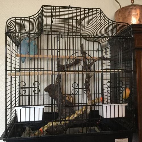 Parrotlets for sale with cages. ONLY ONE PAIR LEFT!!!!!!!!!!!!!!!!!!!!!
