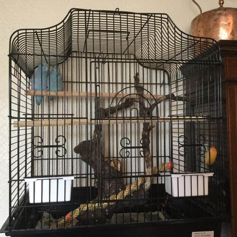 Parrotlets for sale with cages. ONLY ONE PAIR LEFT!!!!!!!!!!!!!!!!!!!!!