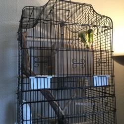 Parrotlets for sale with cages. ONLY ONE PAIR LEFT!!!!!!!!!!!!!!!!!!!!!
