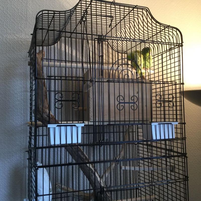 Parrotlets for sale with cages. ONLY ONE PAIR LEFT!!!!!!!!!!!!!!!!!!!!!