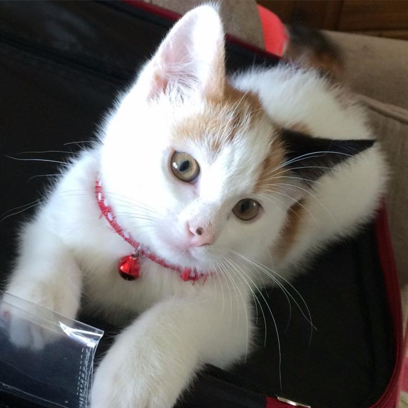 Female kitten, Genuine reason for sale