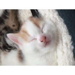 Female kitten, Genuine reason for sale