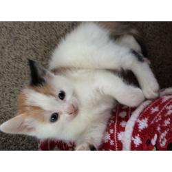 Female kitten, Genuine reason for sale