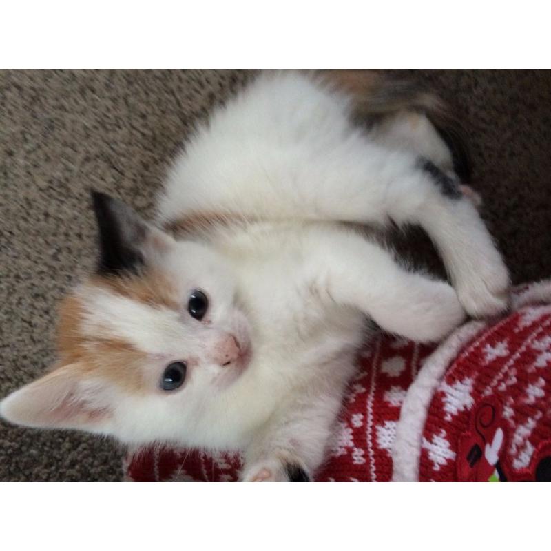 Female kitten, Genuine reason for sale