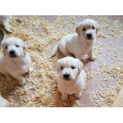 Golden retriever puppys 1 girl left