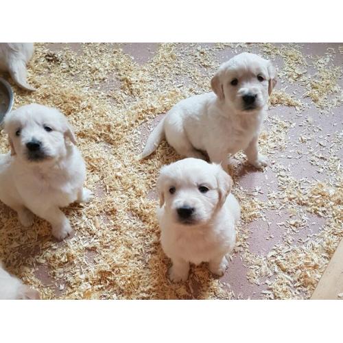Golden retriever puppys 1 girl left