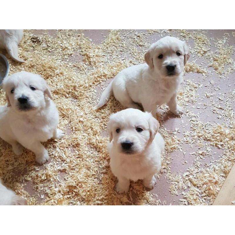 Golden retriever puppys 1 girl left