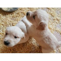 Golden retriever puppys 1 girl left