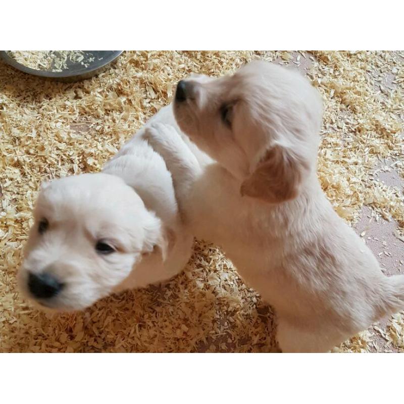 Golden retriever puppys 1 girl left