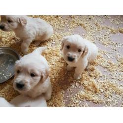 Golden retriever puppys 1 girl left