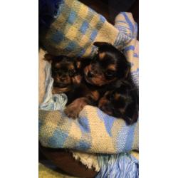 Yorkshire Biewer terrier Carrier