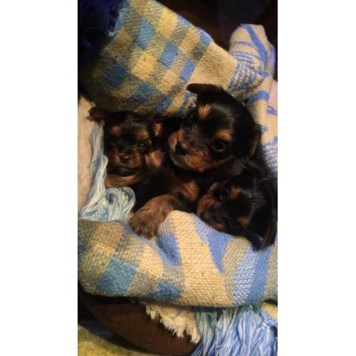 Yorkshire Biewer terrier Carrier