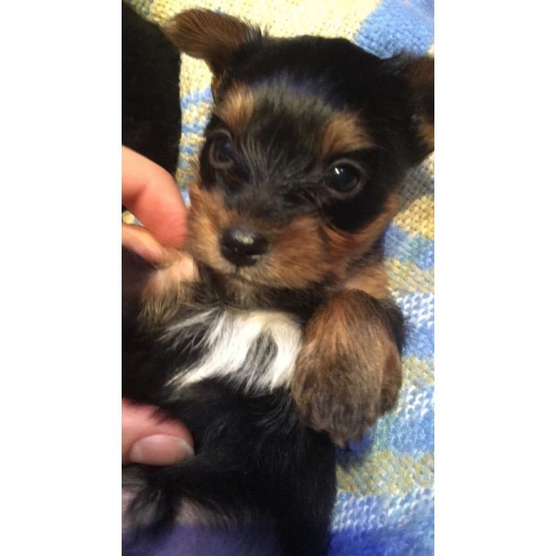 Yorkshire Biewer terrier Carrier