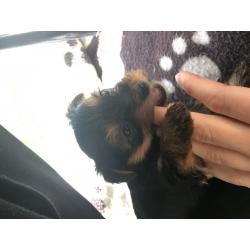 Yorkshire Biewer terrier Carrier