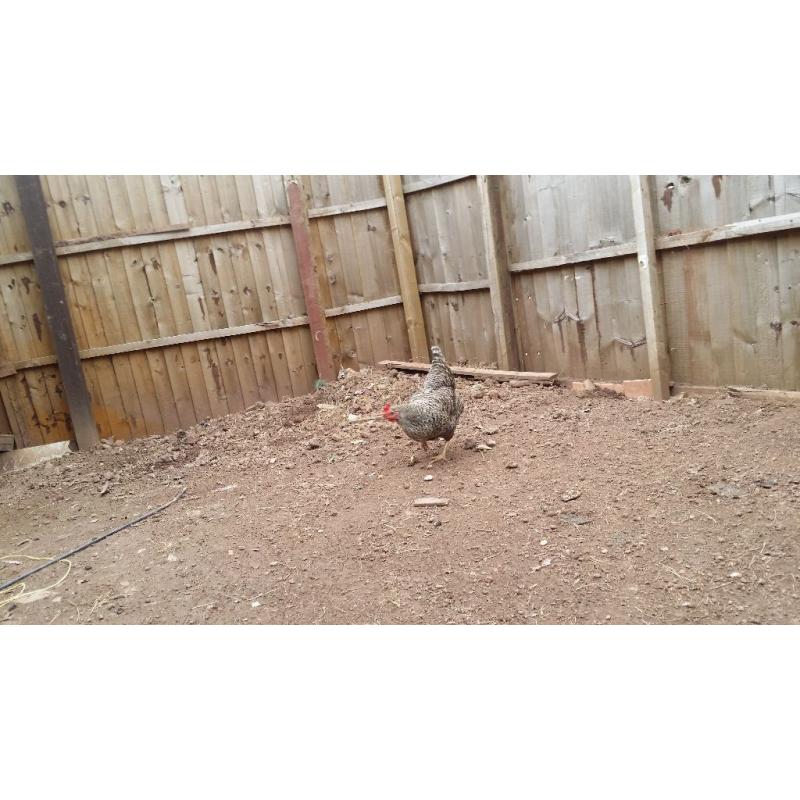 4 chickens and 1 cockrol plus a house