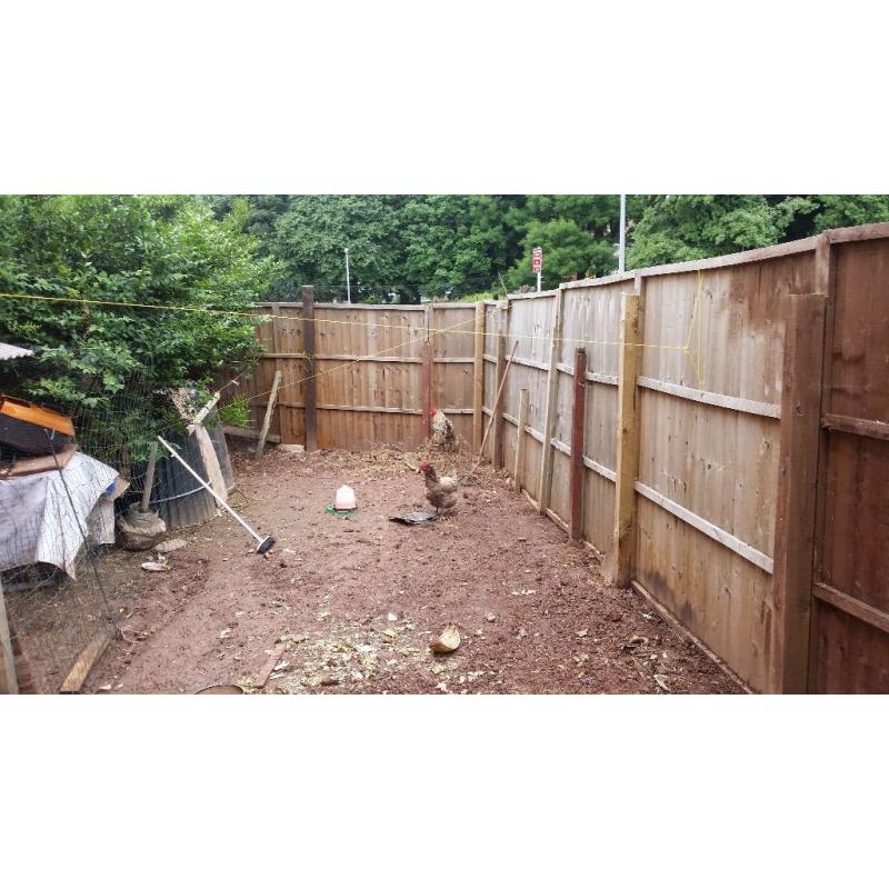 4 chickens and 1 cockrol plus a house
