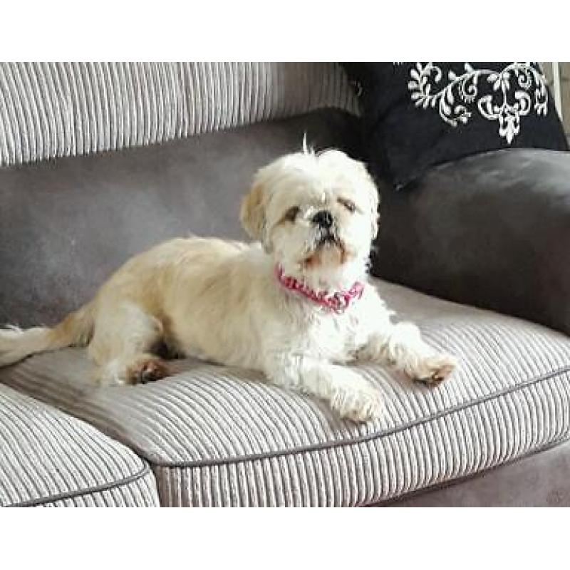 Shi sue girl 3 yrs