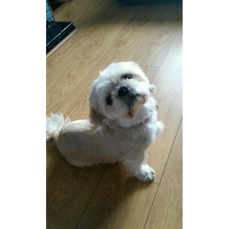 Shi sue girl 3 yrs