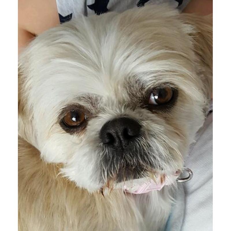 Shi sue girl 3 yrs