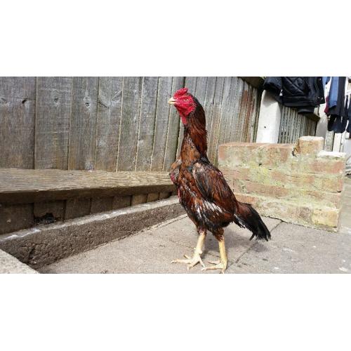 Aseels for sale