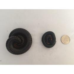 2 Millipedes and Set-up for sale