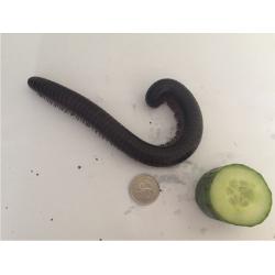 2 Millipedes and Set-up for sale