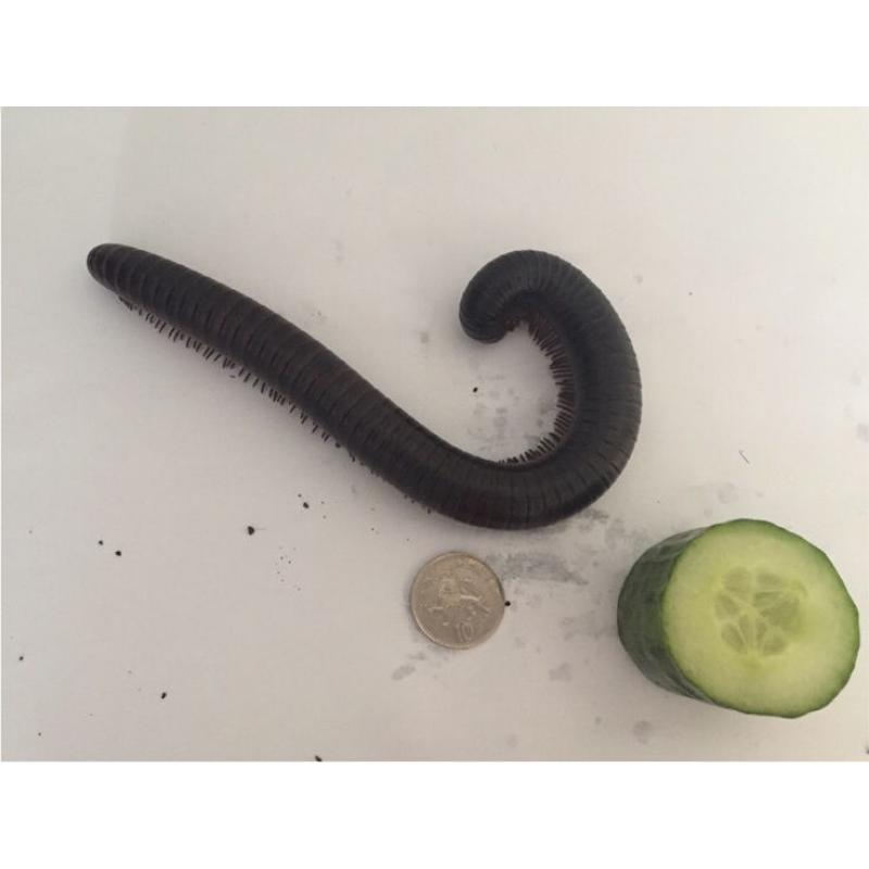 2 Millipedes and Set-up for sale