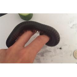 2 Millipedes and Set-up for sale
