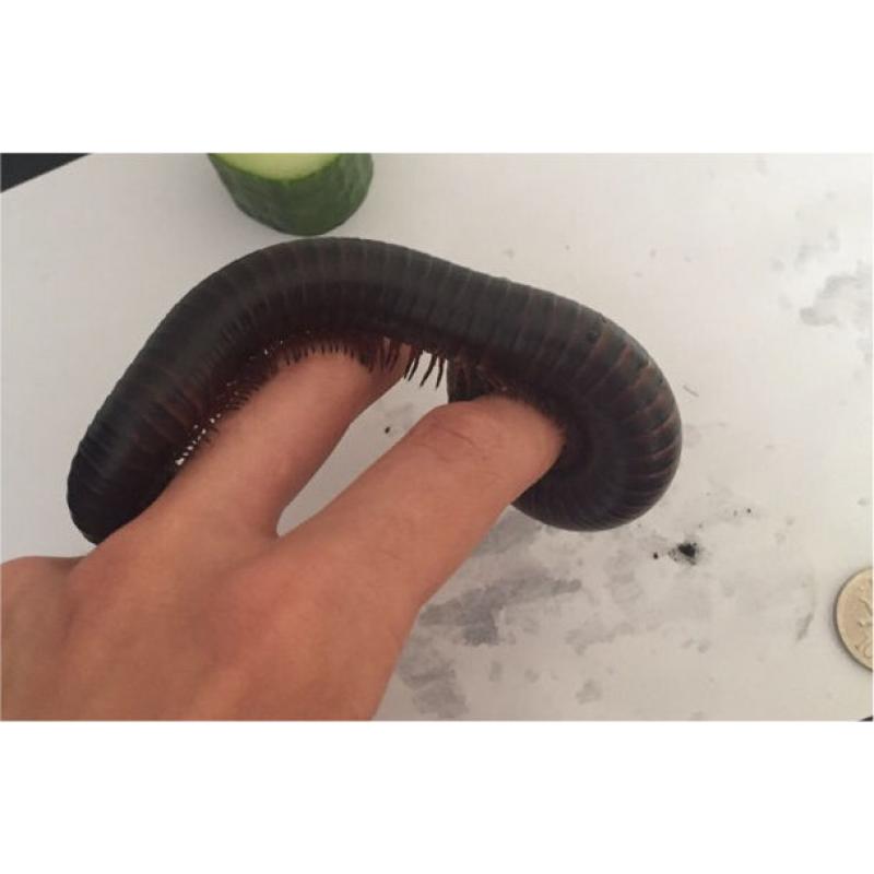 2 Millipedes and Set-up for sale