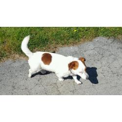Male Jack Russell For Sale.