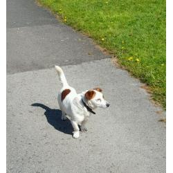 Male Jack Russell For Sale.