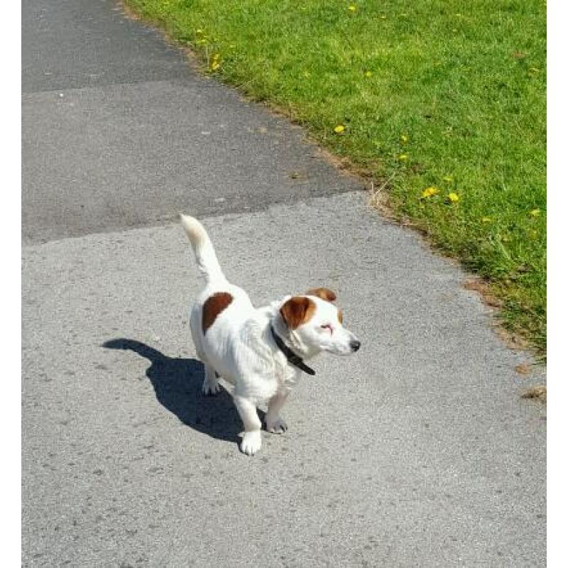 Male Jack Russell For Sale.