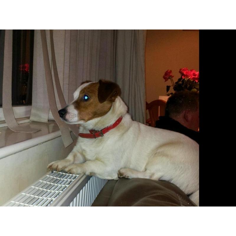 Male Jack Russell For Sale.