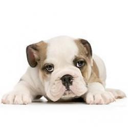 Would you like to become a pet sitter? Sign up to Pawshake today!!! Free Insurance included