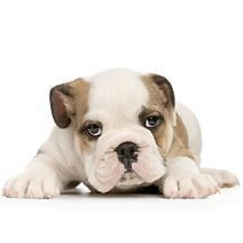 Would you like to become a pet sitter? Sign up to Pawshake today!!! Free Insurance included