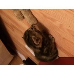 Cute Kittens for sale born 21st May still a bit to early too 100% confirm if Male or Female