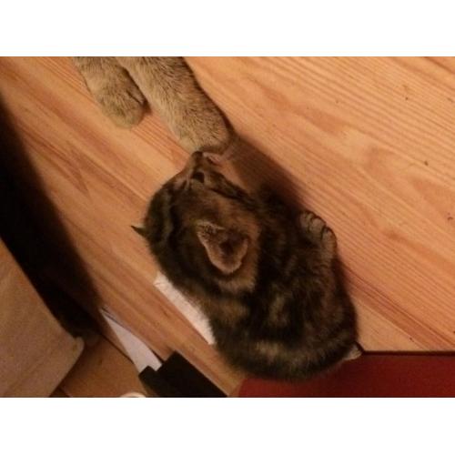 Cute Kittens for sale born 21st May still a bit to early too 100% confirm if Male or Female