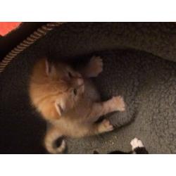 Cute Kittens for sale born 21st May still a bit to early too 100% confirm if Male or Female