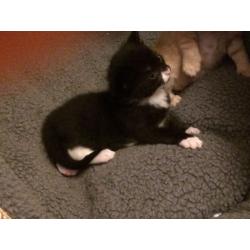Cute Kittens for sale born 21st May still a bit to early too 100% confirm if Male or Female