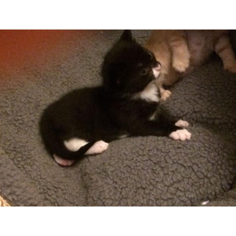 Cute Kittens for sale born 21st May still a bit to early too 100% confirm if Male or Female
