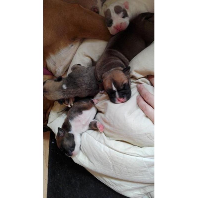 Bulldog pups