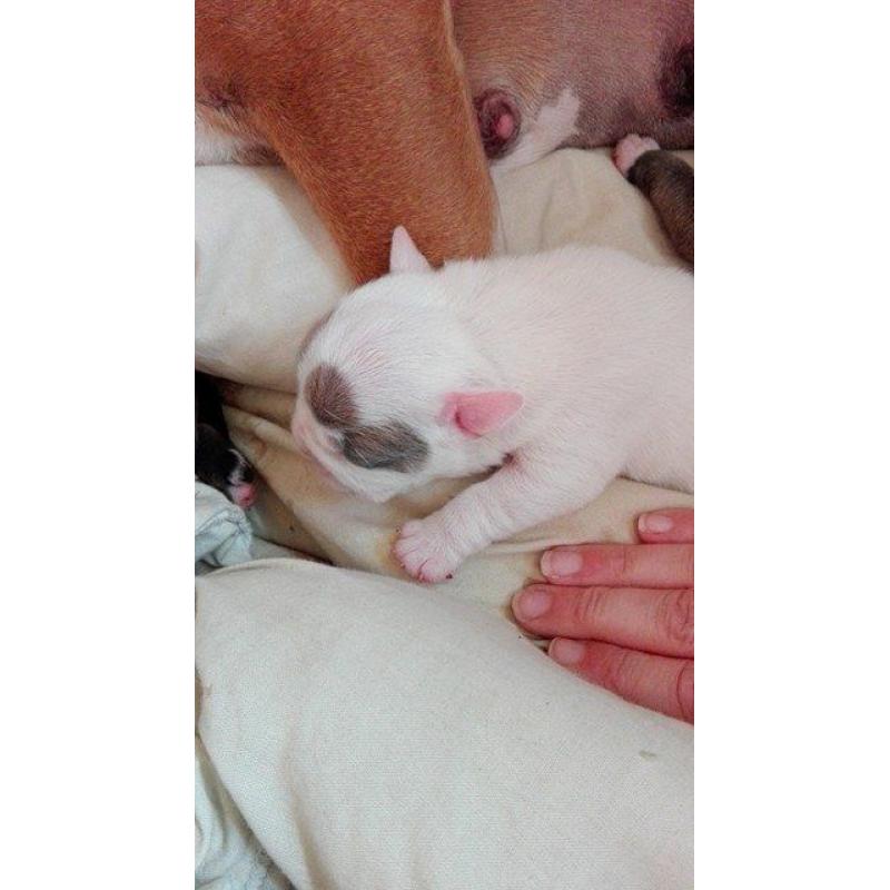 Bulldog pups